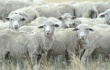 Мясной потенциал овец на Ставрополье используется недостаточно