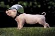 Устойчивые к антибиотикам свиньи были обнаружены в Великобритании