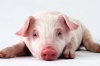 «Уфимский СГЦ» создаст племцентр для свиней