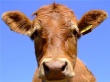 Экспорт грузинского крупного рогатого скота в Азербайджан практически прекращен