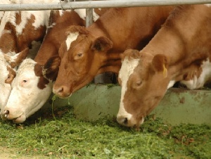 Коров, нелегально ввезённых в Белгородскую область, пришлось забить