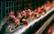 Минсельхоз ожидает корректировки цен на мясо птицы в 2019 году