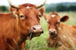 Поголовье скота в США на откорме растет