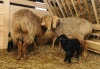 Первая партия астраханских племенных овец отправлена в Беларусь