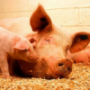 Россельхознадзор закрыл на 30 суток крупный свиноводческий комплекс Тульской области