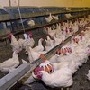 Введено конкурсное производство на птицефабрике «Орловские зори» Введено конкурсное производство на птицефабрике «Орловские зори»