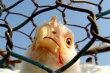 с 23 июня Беларусь вводит временные ограничения на ввоз и транзит птицы из США
