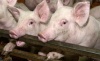 Россельхознадзор разъяснил ситуацию по торговле с Белоруссией продукцией свиноводства Россельхознадзор разъяснил ситуацию по торговле с Белоруссией продукцией свиноводства