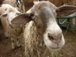 В минсельхозе Ставропольского края разрабатывается программа "Развитие овцеводства" 