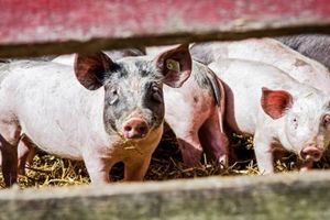Великобритания нарастила производство свинины
