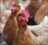 Птицефабрика в Краснотурьинске, возможно, скоро будет закрыта