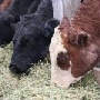 Развитие мясного скотоводства и закуп молока получат дополнительное финансирование из бюджета Иркутской области