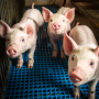 Мясо устойчивых к репродуктивно-респираторному синдрому свиней скоро может появиться на рынке