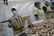 Россельхознадзор края тоже не обнаружил в сосисках ФГУП "Кубанское" возбудитель вируса АЧС