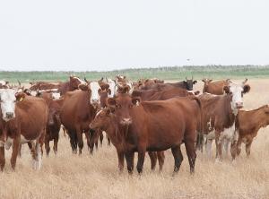 Калмыцкий скот пойдет на экспорт в Монголию