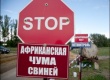 В Волгоградской области у диких кабанов обнаружен вирус АЧС