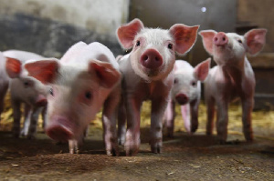 В Климовском районе Брянской области построят 3 свинокомплекса и ферму КРС
