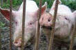 Вспышка бруцеллеза у свиней в Германии и опасения фермеров по поводу АЧС