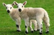Европарламент запретил клонировать и импортировать клоны животных в ЕС