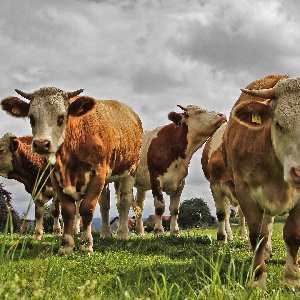 «Мясной союз башкирских производителей» получит землю под проект «Башкирский лимузин»