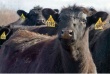 Минсельхоз РФ одобрил программу по развитию мясного скотоводства в Пермском крае