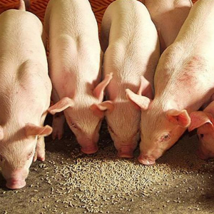 После пяти месяцев роста цена комбикормов для свиней в России пошла на спад