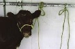 Сельхозпредприятия Пермского края сокращают поголовье крупного рогатого скота