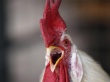 На украинском рынке оказалось 178 тонн зараженной сальмонеллезом курятины 