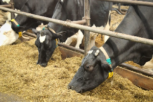 В Пензенской области отметили рост производства в сфере животноводства