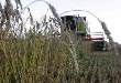 Челябинские предприятия приобрели уже 81 тысячу тонн зерна в ходе интервенций Челябинские предприятия приобрели уже 81 тысячу тонн зерна в ходе интервенций