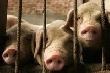 В Заполярье биркуют свиней