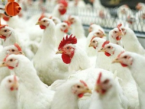 Экспортеры мяса птицы из США продолжают сотрудничать с Россией, несмотря на санкции