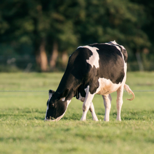 «Умный» датчик для коров будет на 20% дешевле импортных аналогов