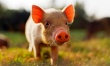 Африканская чума сахалинским свиньям не угрожает