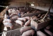 СМИ: Множество французских свиноферм могут разориться из-за санкций против РФ