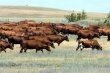 Донские парламентарии предлагают штрафовать за незаконный выпас скота