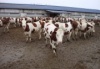 Мясное животноводство как точка роста региональной экономики