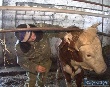 В Волжском появился бруцеллез – лихорадка коров В Волжском появился бруцеллез – лихорадка коров