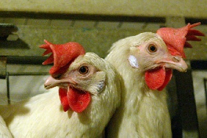 Курица не птица, а повод наживиться