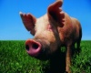 Поголовье свиней в России в 2011 году превысило 17 млн голов