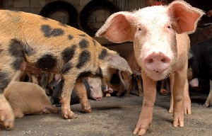Данкверт: Нидерланды поставляли в РФ контрабандную свинину под видом овощей и соков