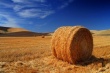 Аномальная жара в республике Алтай угрожает заготовке кормов
