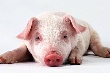 «Уфимский СГЦ» создаст племцентр для свиней