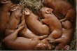 Группа компаний "Агро-Белогорье" будет разводить свиней породы дюрок