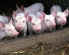 Крестьяне, пострадавшие от АЧС, получат от властей Волгоградской области средства на покупку взамен свиней молодняка других животных