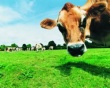 В 2011 году поголовье крупного рогатого скота в России начало расти