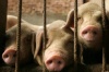 Карантин по африканской чуме свиней в Карелии продлили до 8 апреля