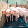 В Курганской области обсудили ход реализации инвестпроекта по строительству самого крупного свинокомплекса в регионе