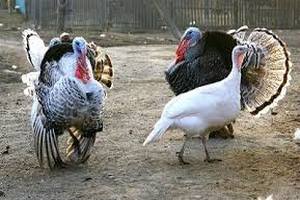 Первую продукцию птицекомплекс на Тамбовщине даст в начале 2016 года