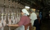 На Череповецкой птицефабрике отключают свет и увольняют 550 работников